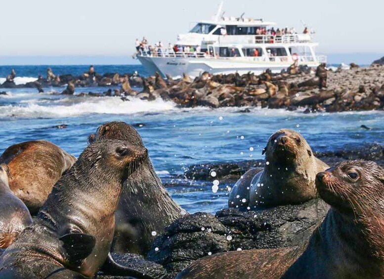 A group of seals on rocks with a boat in the background. 1