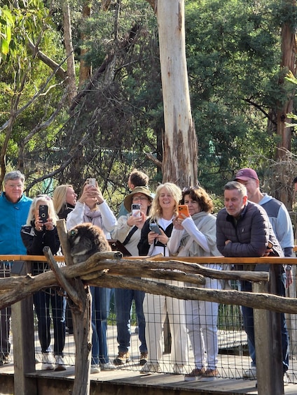 A group of people observing a koala on a wooden platform surrounded by trees. 5