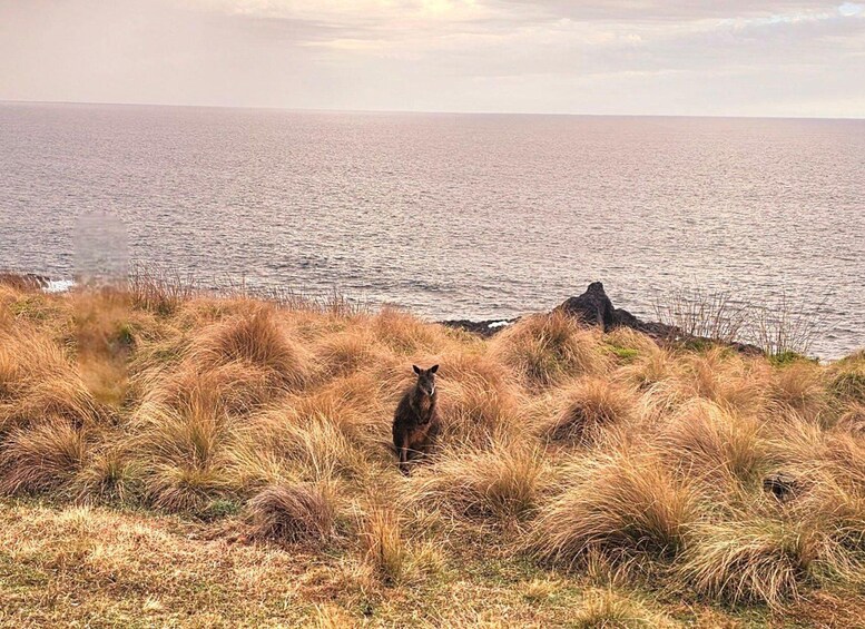 A kangaroo on a grassy cliff overlooking a body of water. 2