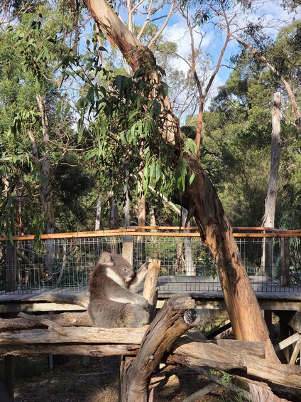 A koala resting on a tree branch in a zoo enclosure. 2