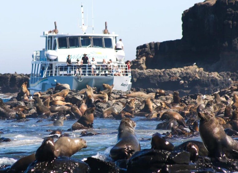 A boat with people on it and a large group of seals in the water. 4