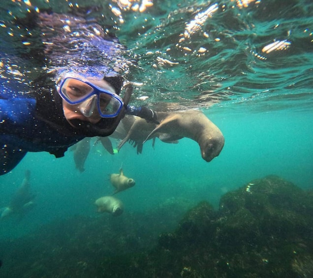 Picture 14 for Activity PUERTO MADRYN , SNORKELING WITH SEA LIONS 3
