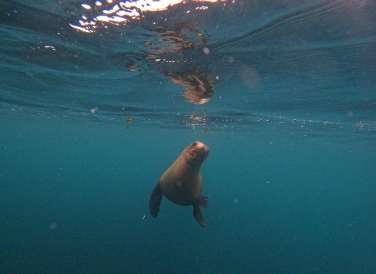 Picture 10 for Activity PUERTO MADRYN , SNORKELING WITH SEA LIONS 5
