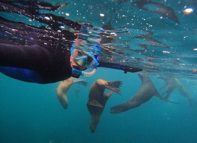 Picture 8 for Activity PUERTO MADRYN , SNORKELING WITH SEA LIONS 2