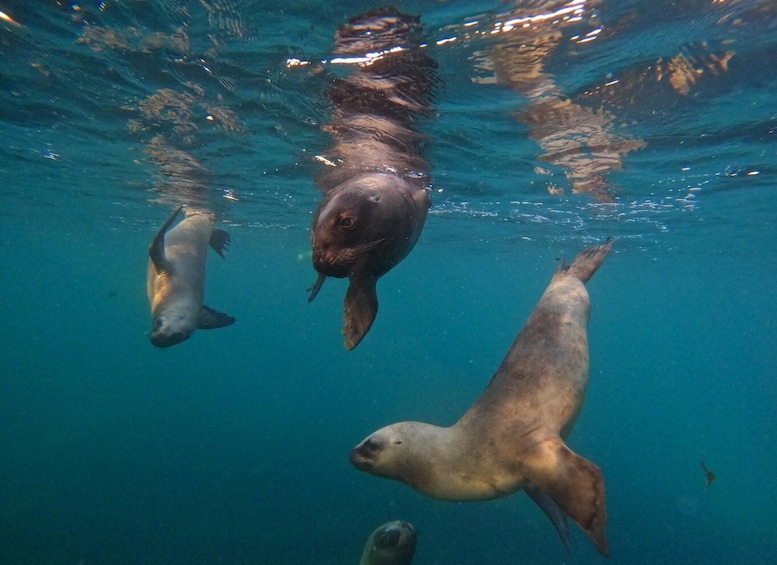 Picture 7 for Activity PUERTO MADRYN , SNORKELING WITH SEA LIONS 4