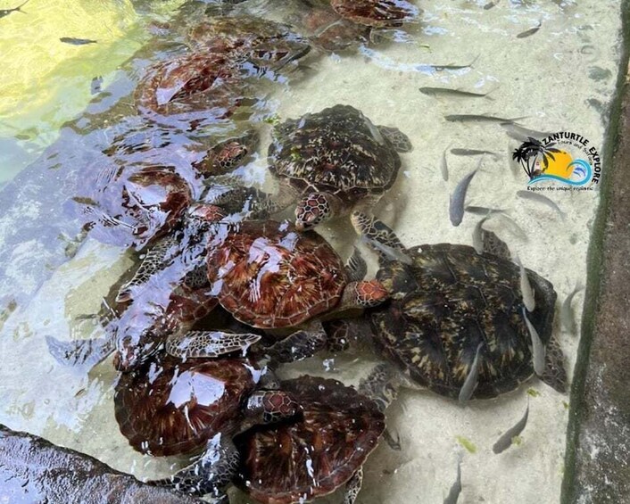 A group of sea turtles in shallow water, surrounded by small fish. 5