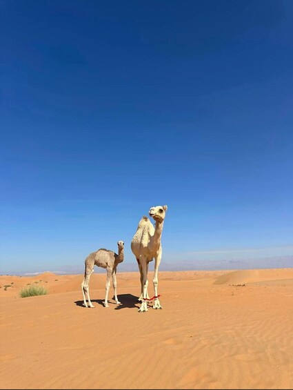Two camels in a desert landscape with clear blue skies. 5