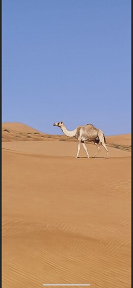A camel walking across a sandy desert landscape. 2
