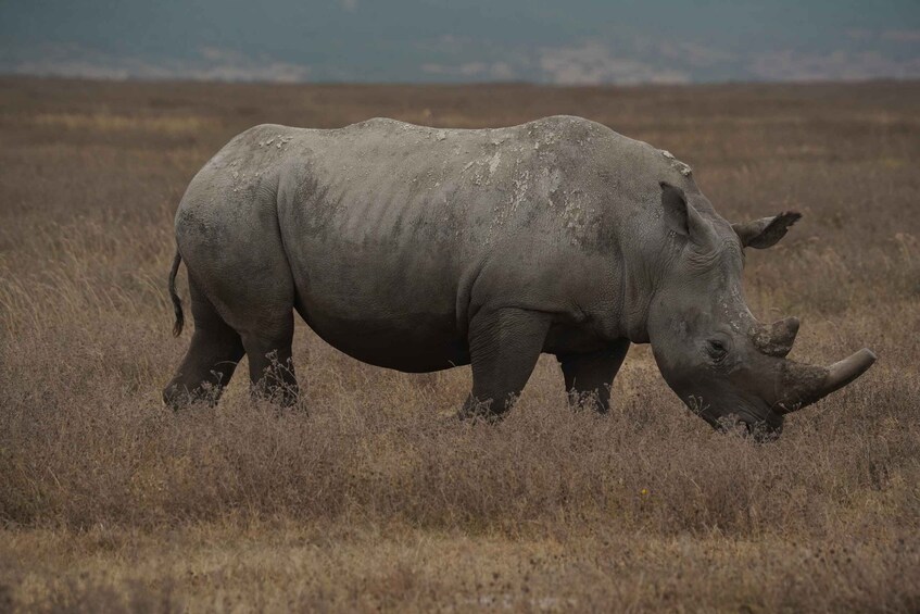 A rhinoceros in a dry grassland with mountains in the background. 4