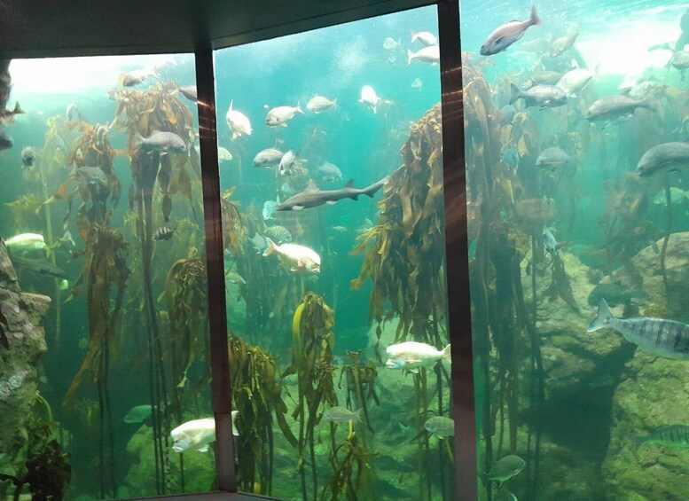 An aquarium with various fish swimming among seaweed and rocks. 1