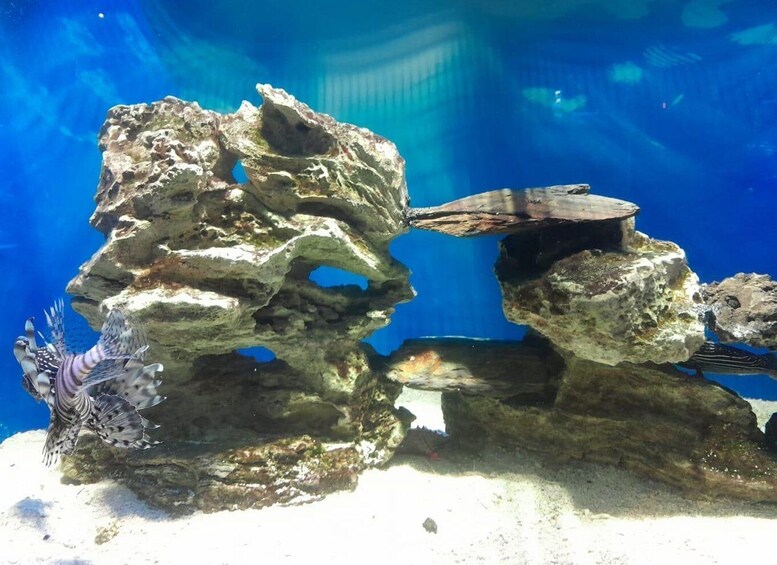 Picture 25 for Activity Cape Town: Aquarium, Duck Tour, and Botanical Garden Day 5