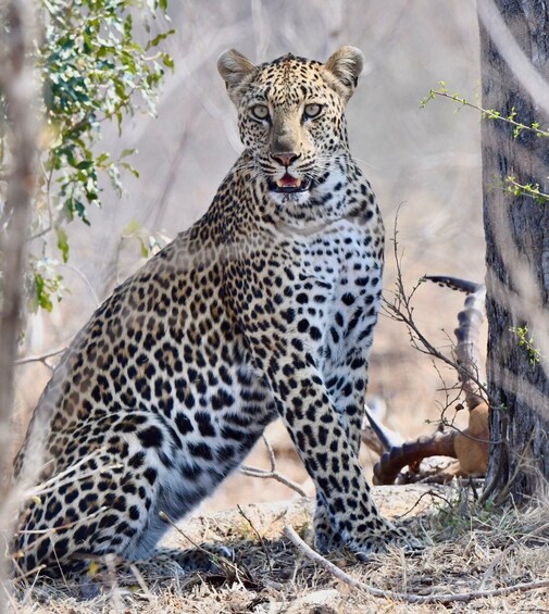 Picture 13 for Activity Mid-Range Kruger National Park Multi-Day Tour from Joburg 2