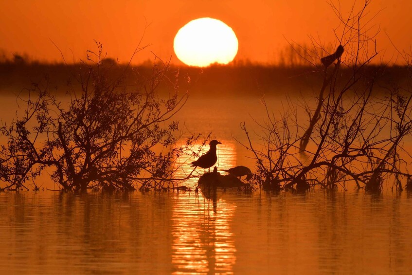Tulcea: Danube Delta Slow Boat Tour with Lunch 1