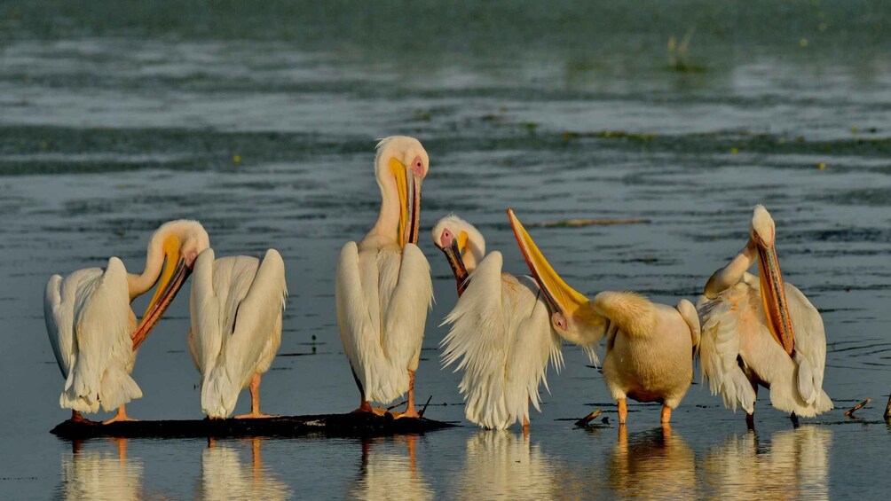 Picture 15 for Activity Tulcea: Danube Delta Slow Boat Tour with Lunch 2