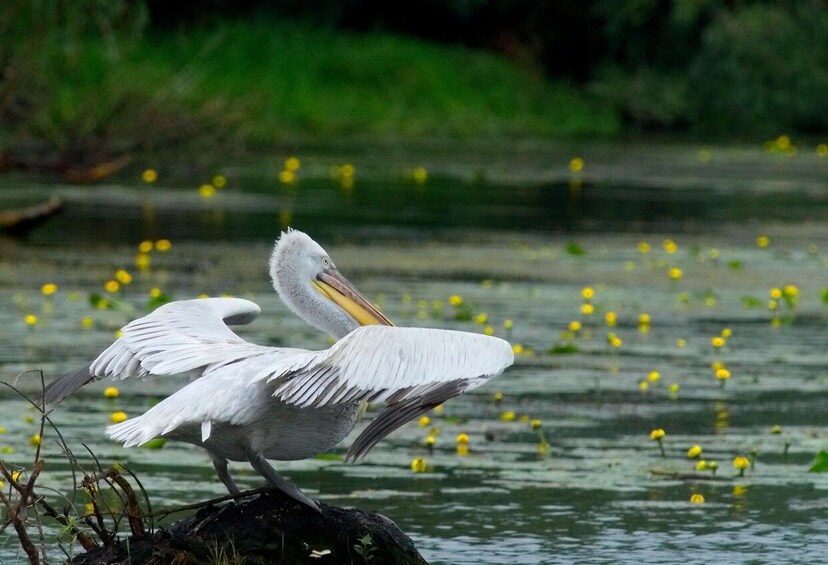 Picture 18 for Activity Tulcea: Danube Delta Slow Boat Tour with Lunch 4