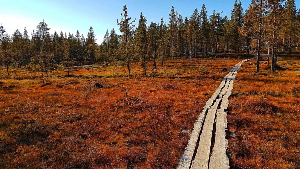 A forested area with a damaged wooden path. 3