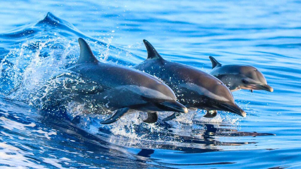 Three dolphins jumping out of the water. 1