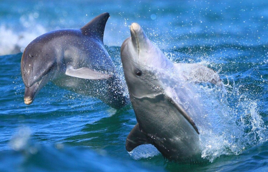 Two dolphins leaping out of the water. 5