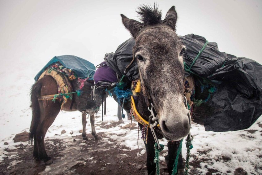 A donkey with a saddle and a blanket, standing on a snowy ground. 5