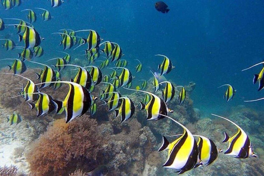 A school of yellow and black striped fish swimming in clear blue water. 1