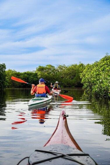 Picture 10 for Activity Sea Kayak Tour - Mangrove Safari 3