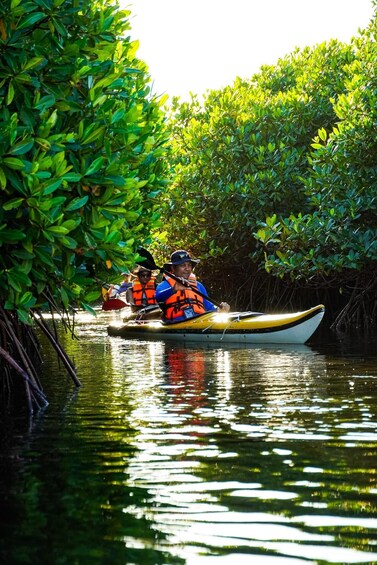 Picture 17 for Activity Sea Kayak Tour - Mangrove Safari 4