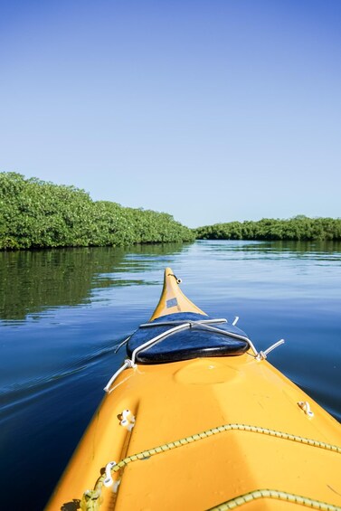 Sea Kayak Tour - Mangrove Safari 1