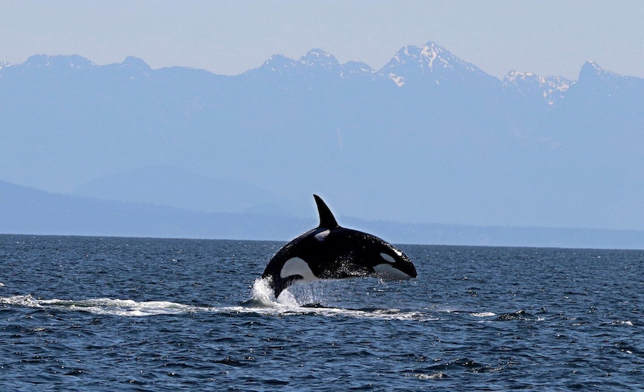 Picture 5 for Activity Vancouver: Whale Watching Open Air Zodiac Tour with Guide 2