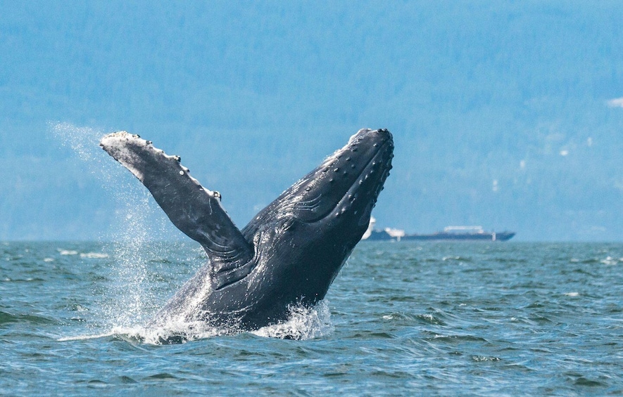 Picture 5 for Activity Vancouver: Whale Watching Zodiac Tour with Guide 3