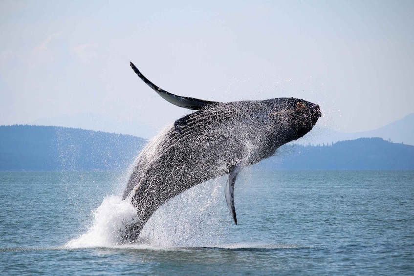 Picture 6 for Activity Vancouver: Whale Watching Zodiac Tour with Guide 4