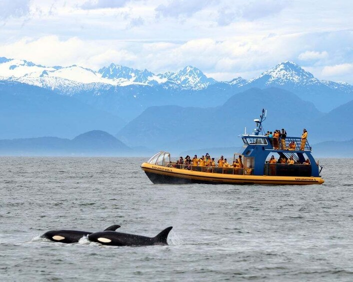 Picture 2 for Activity Vancouver: Whale Watching Zodiac Tour with Guide 2