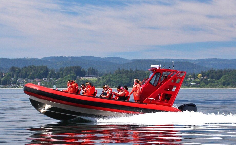 Picture 3 for Activity Vancouver: Whale Watching Zodiac Tour with Guide 4