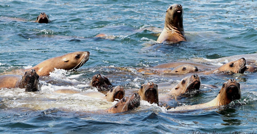Picture 7 for Activity Vancouver: Whale Watching Zodiac Tour with Guide 2