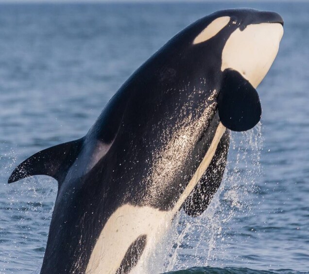 Picture 1 for Activity Vancouver: Whale Watching Zodiac Tour with Guide 3