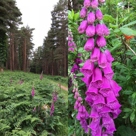 Metsä, jossa on korkeita puita, ja niitty, joka on täynnä violetteja sormustinkukkia. 2