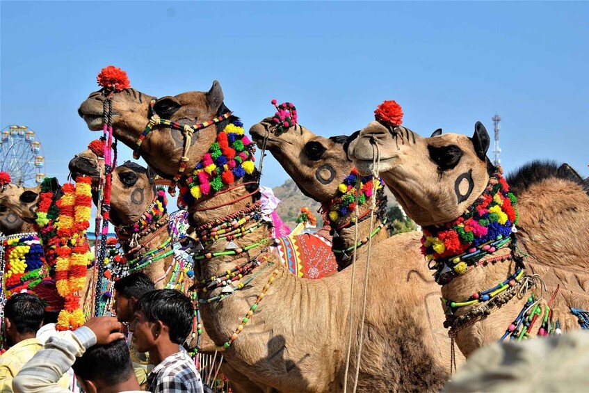 Camels adorned with colorful decorations and beads, with a clear blue sky in the background. 1