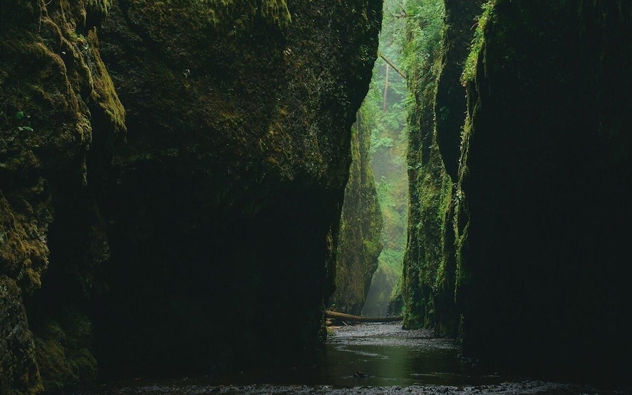 A forested cave with moss-covered rock walls and a narrow stream. 5