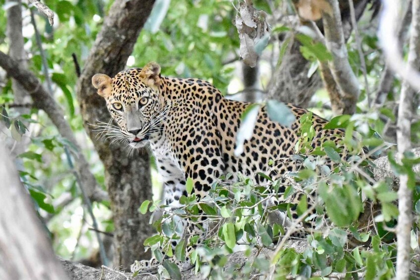 A leopard resting among trees and foliage. 5