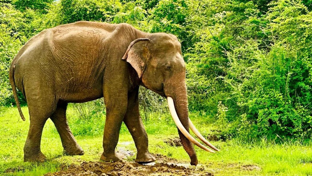 An elephant walking in a grassy area with trees in the background. 3