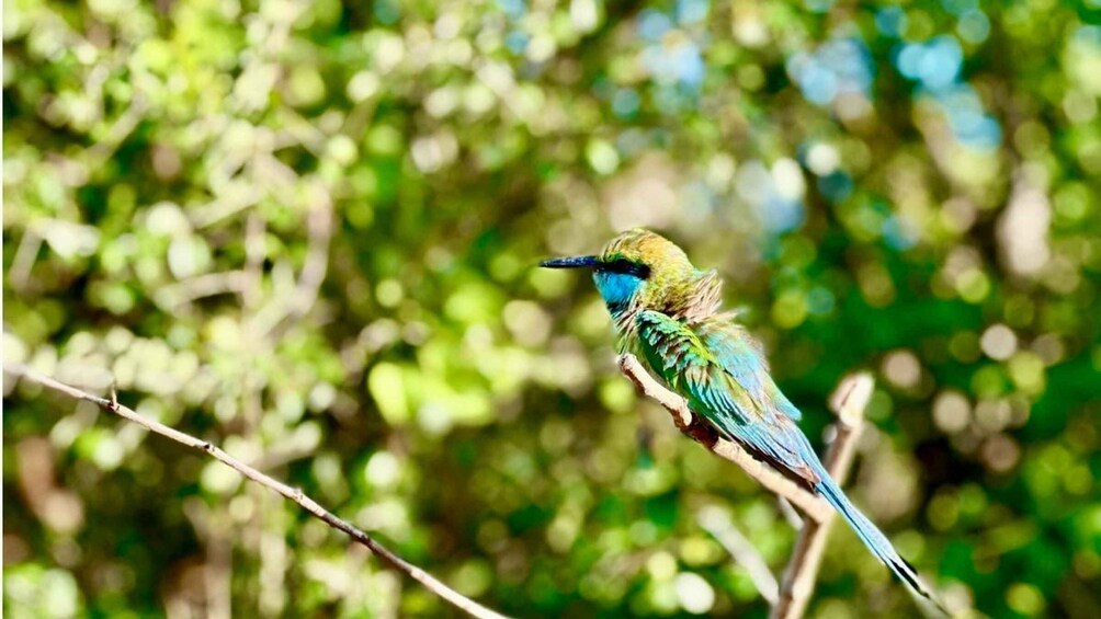 A bird perched on a branch with a blurred green background. 2