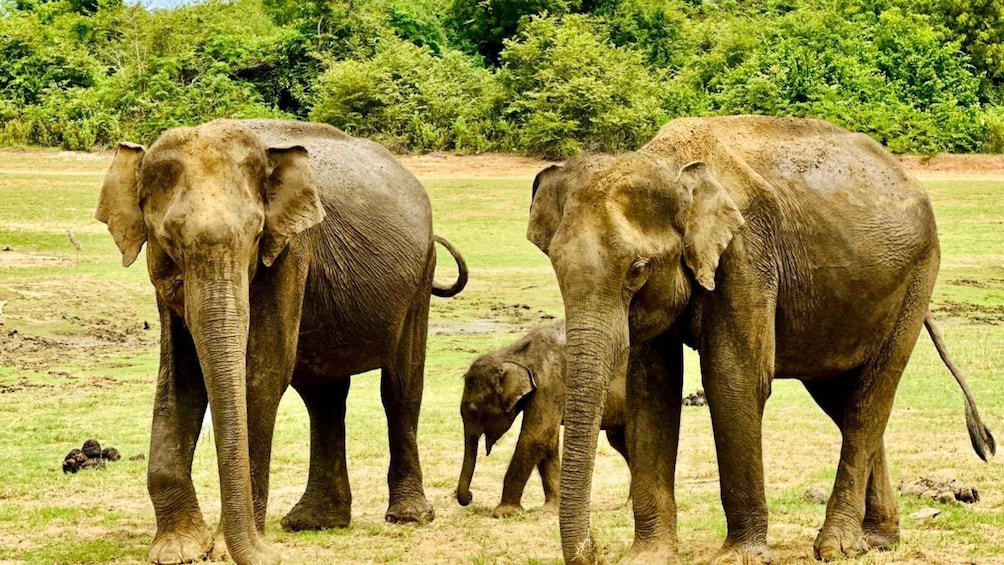 Three elephants in a grassy field with trees in the background. 1