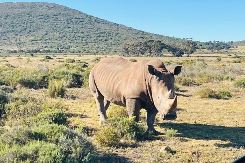 Big 5 Safari Aquila Game Reserve 4