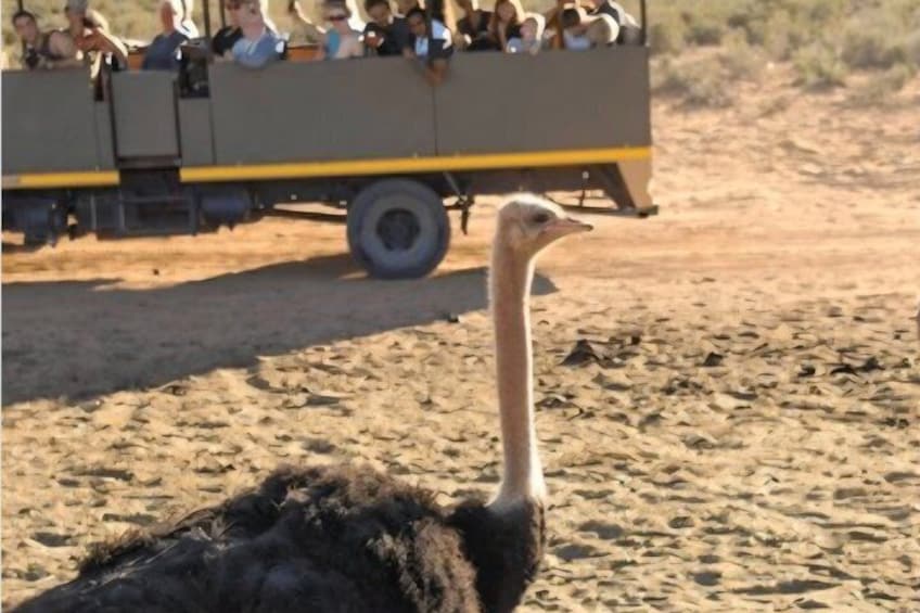 Big 5 Safari Aquila Game Reserve 5