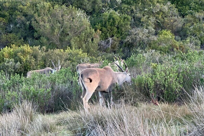 Big 5 Safari Aquila Game Reserve 5