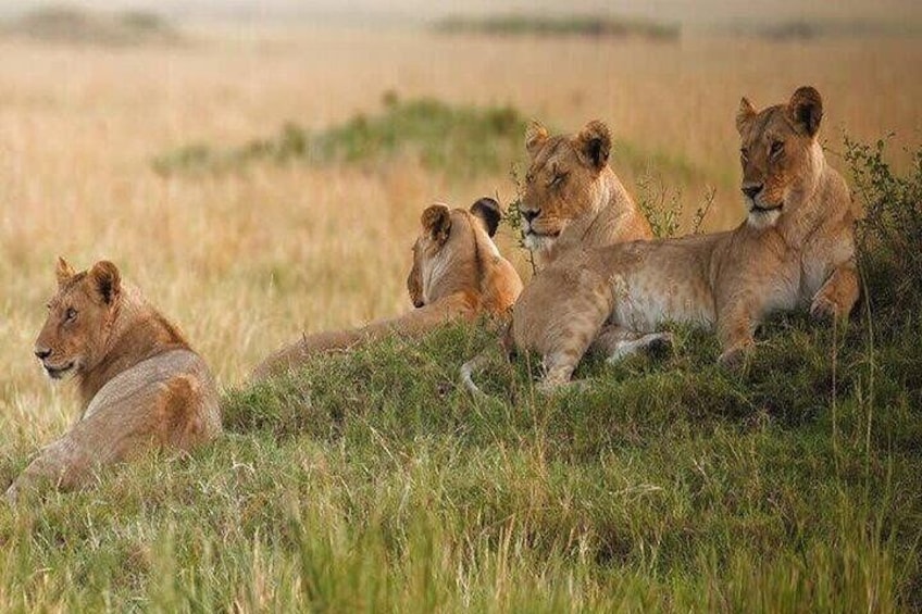 Big 5 Safari Aquila Game Reserve 3