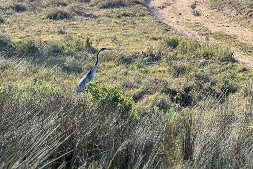 Big 5 Safari Aquila Game Reserve 2