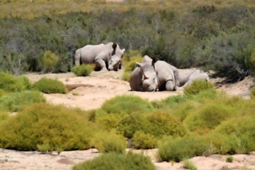 Big 5 Safari Aquila Game Reserve 4