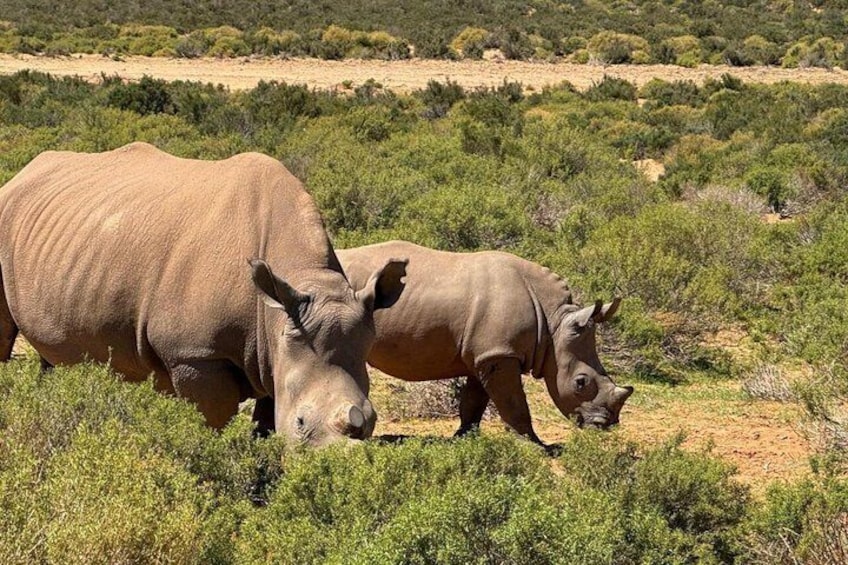 Big 5 Safari Aquila Game Reserve 2