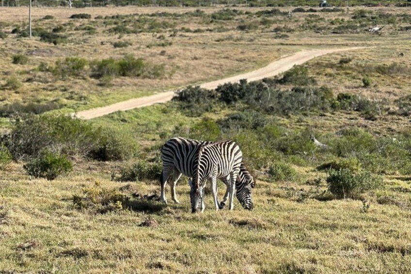 Big 5 Safari Aquila Game Reserve 3
