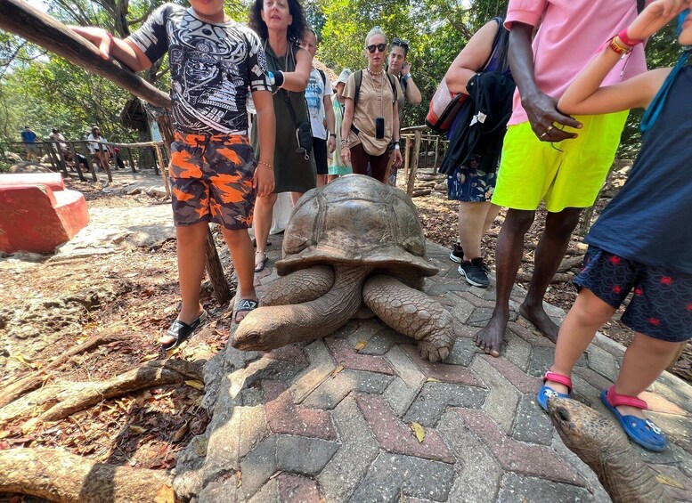 A large tortoise on a paved path with people standing around it. 4